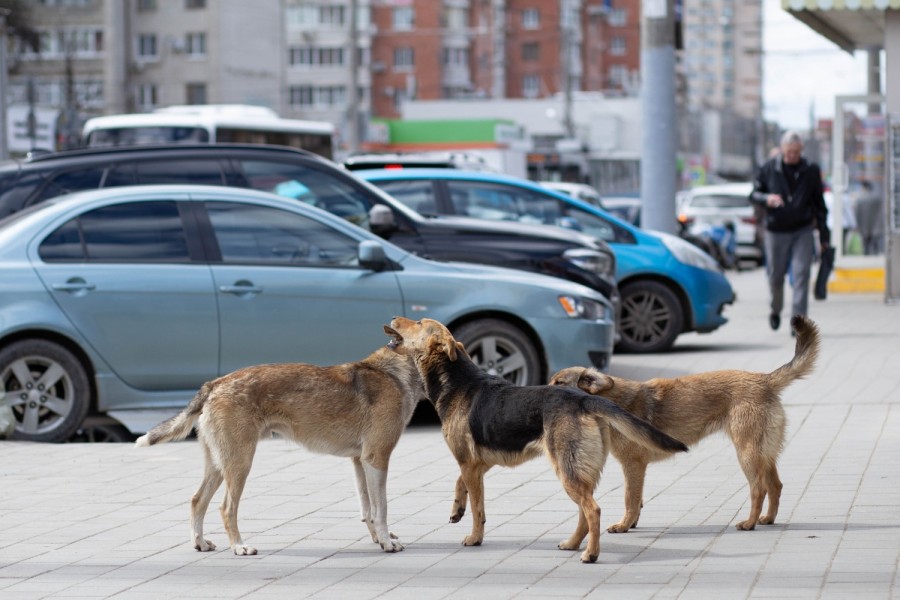 ������ �������. ������ ���������� ������� � ������� 51 000 ������ ����� ��������� ��������